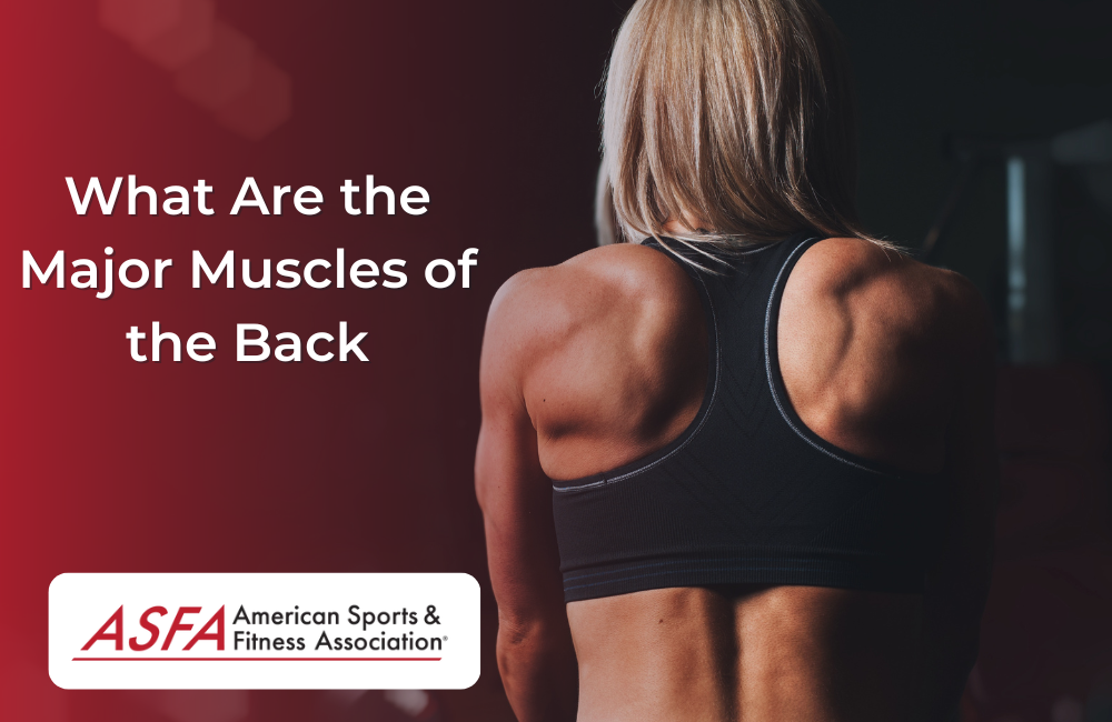 What Are the Major Muscles of the Back