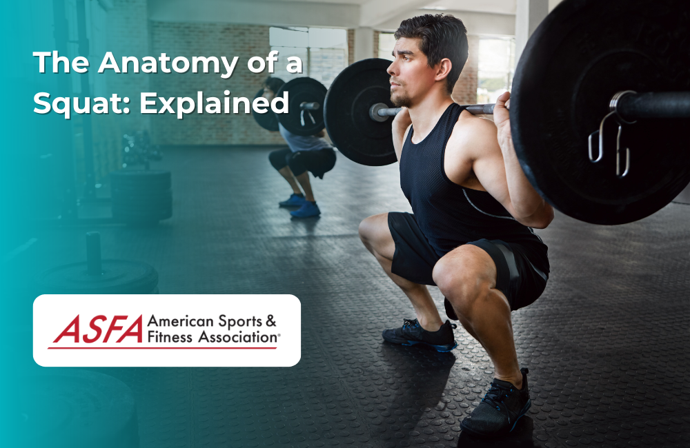 The Anatomy of a Squat Explained