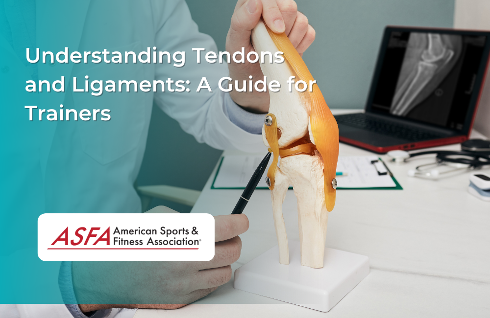 Understanding Tendons and Ligaments: A Guide for Trainers