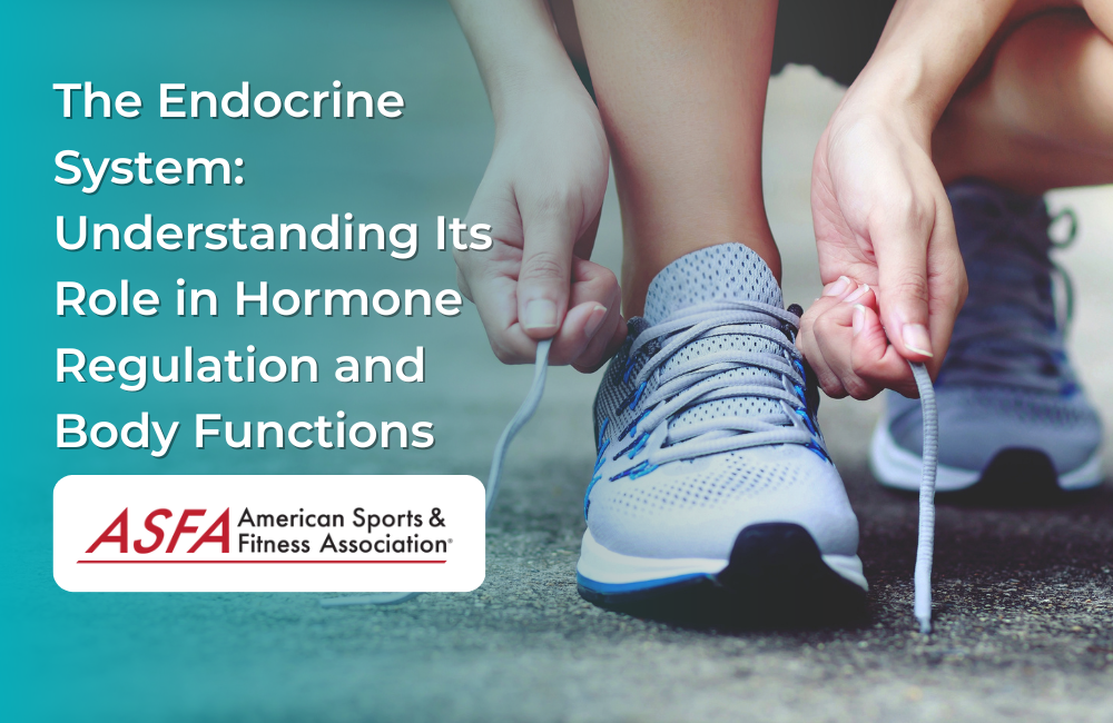 The Endocrine System: Understanding Its Role in Hormone Regulation and Body Functions