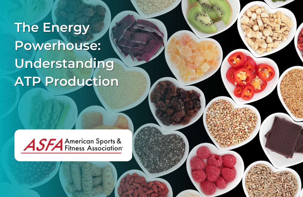 Atp Power The Energy Powerhouse: Understanding ATP Production