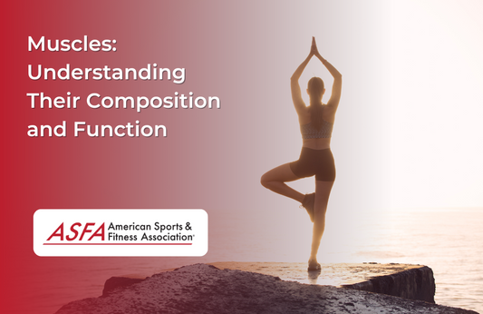 Muscles: Understanding Their Composition and Function