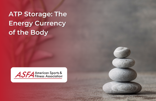 ATP Storage: The Energy Currency of the Body