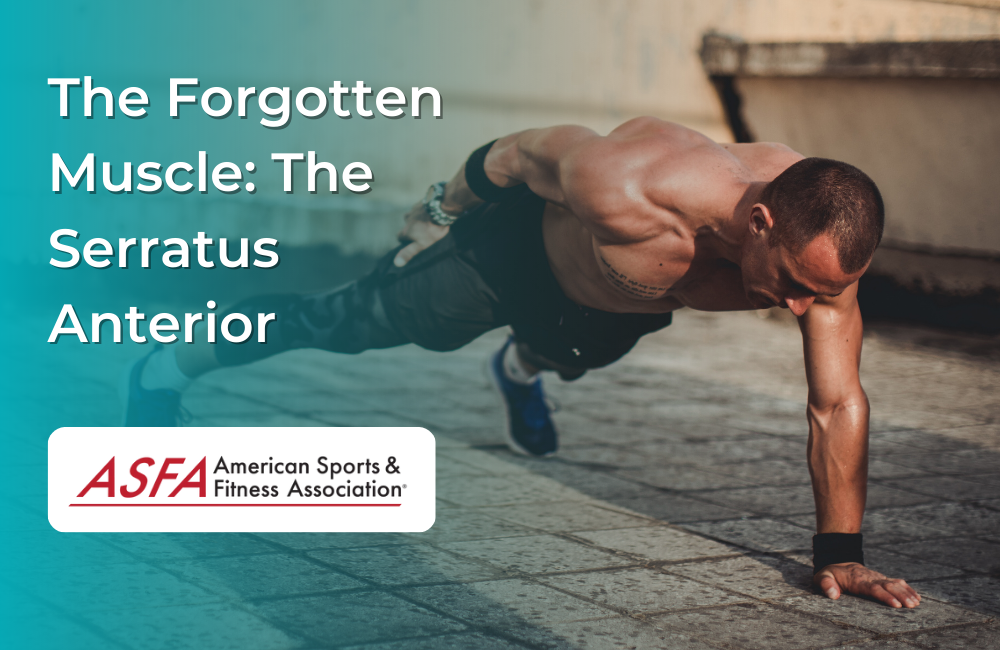 The Forgotten Muscle: The Serratus Anterior and Why You Should Care