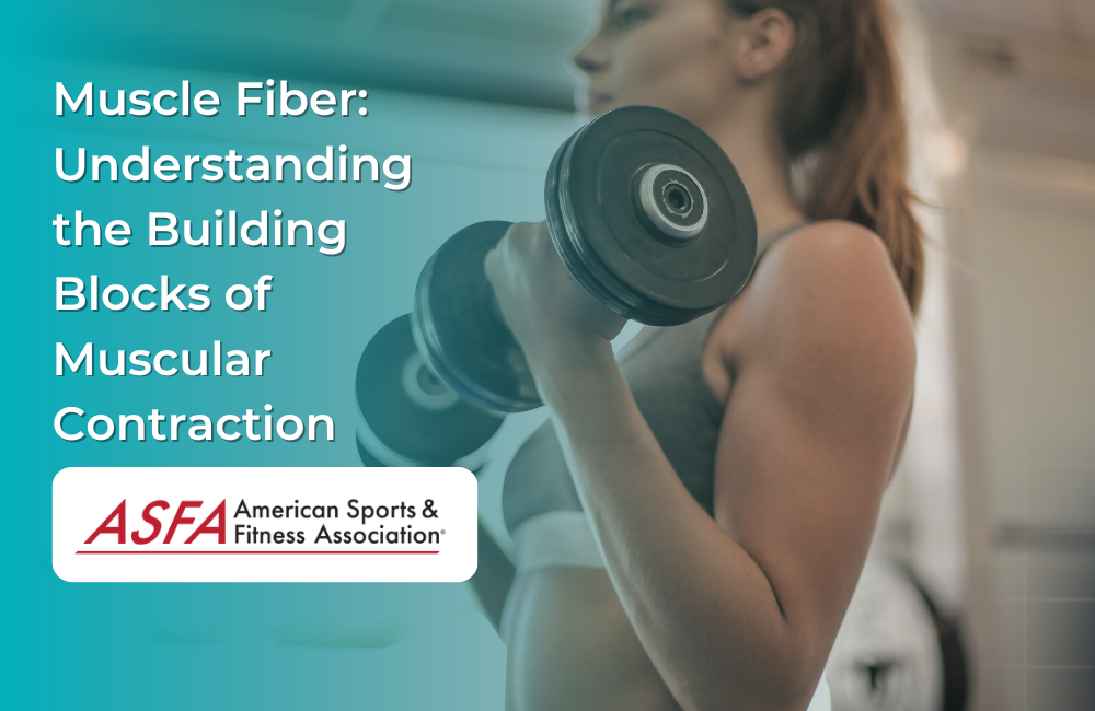 Muscle Fiber: Understanding the Building Blocks of Muscular Contraction