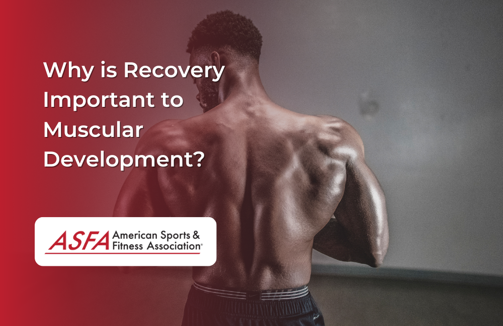 Why is Recovery Important to Muscular Development?