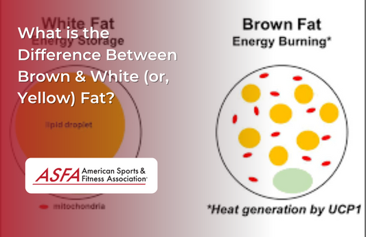 What is the Difference Between Brown & White Fat?