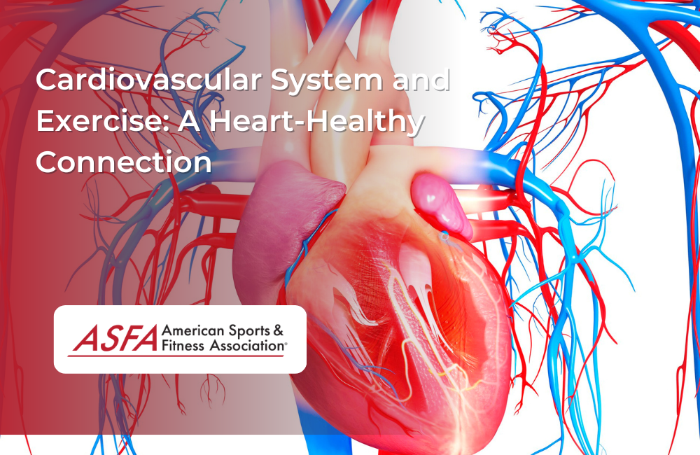 Cardiovascular System and Exercise: A Heart-Healthy Connection