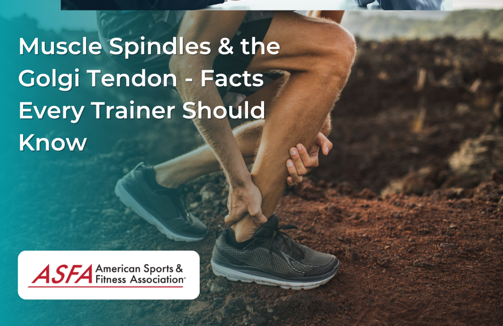 What are Muscle Spindles & the Golgi Tendon?