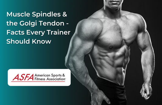 Muscle Spindles & the Golgi Tendon - Facts Every Trainer Should Know